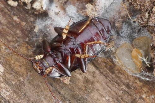 Nalassus laevioctostriatus
